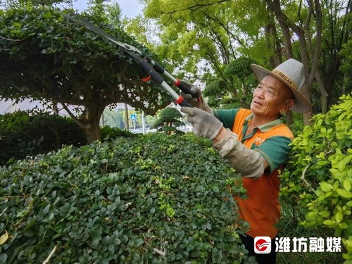 一線(xiàn)直擊 高溫下的護(hù)綠使者——那雙手與那片綠的故事