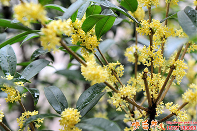 桂花樹(shù)生根與養(yǎng)護(hù)全攻略 科學(xué)使用生根粉，助力綠植茁壯成長(zhǎng)